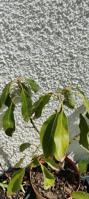 Grafted Avocado Trees64585692809986121