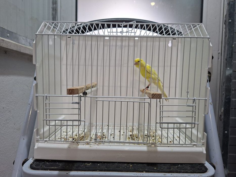 Canario largues espanhol