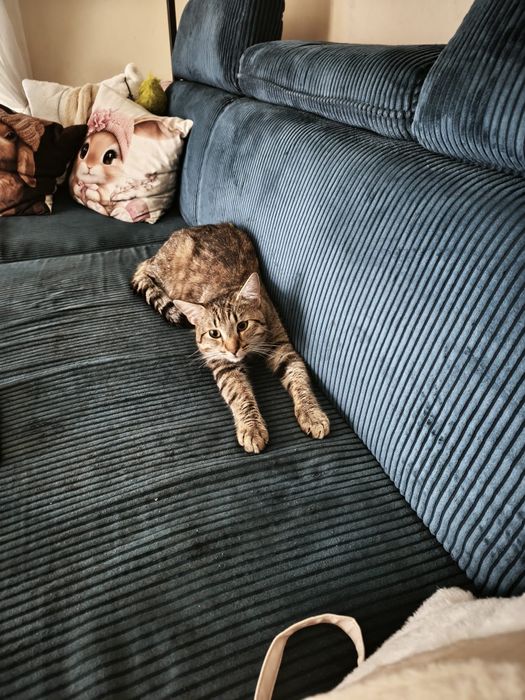 Piekny Ryszard do adopcji