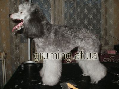 Стрижка собак и котов по приемлемым ценам. Днепропетровск.