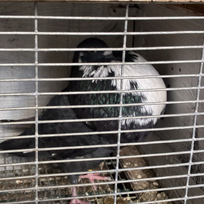 Pombos gaditanos em VNG