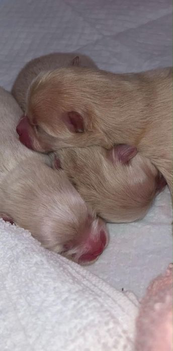 KOKOS szpic miniaturowy pomeranian samiec