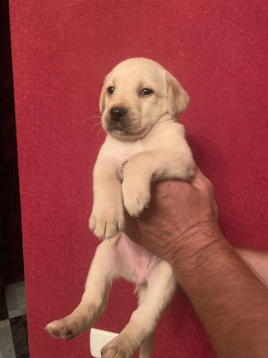 Продам цуценят Лабрадорів