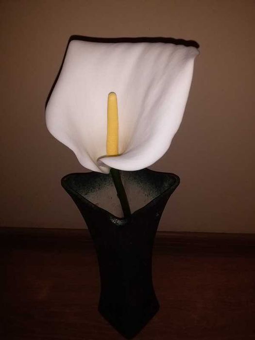 Калла ефіопська біла