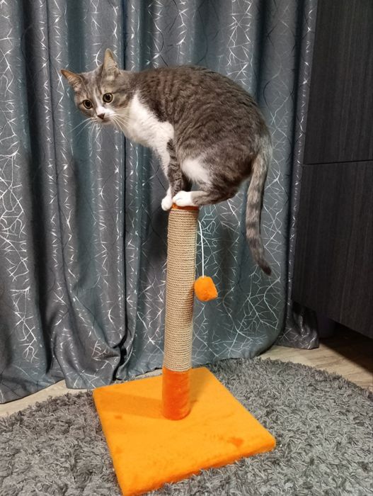 Когтеточка дряпка