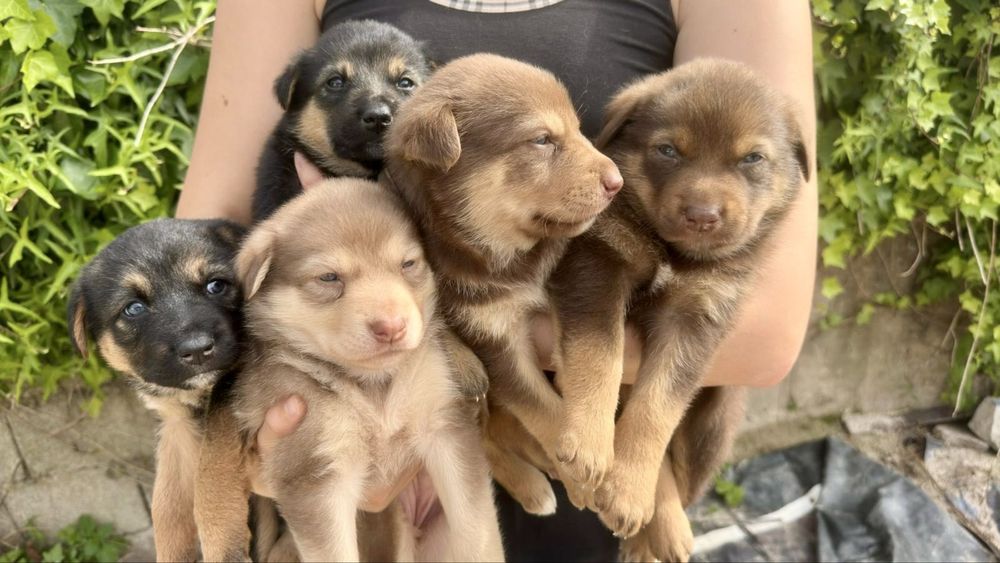 Cães bebés para adoção responsável