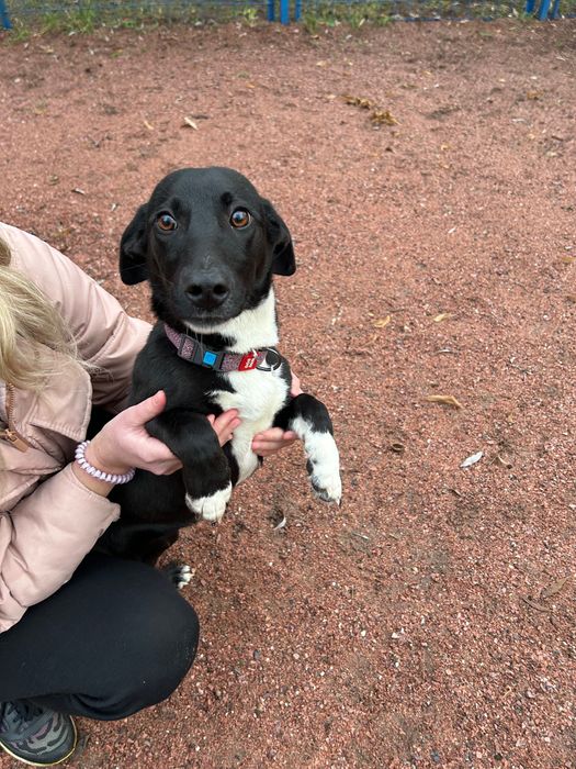 Собачка малої породи в добрі руки