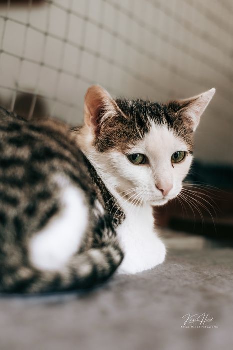 Bajka - nieśmiała, młoda koteczka do adopcji