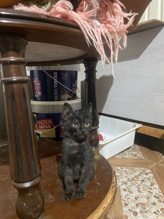 Gatos de 8 semanas