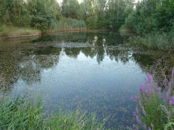 Без % Продаж земельної ділянки 60сот Смт Козин Конча Заспа 590000