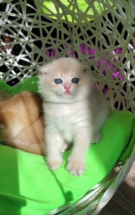 Ручные котята. Котики золотая шиншилла.