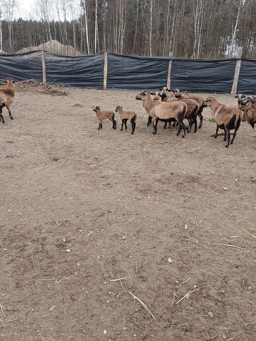 Sprzedam owce kameruńskie