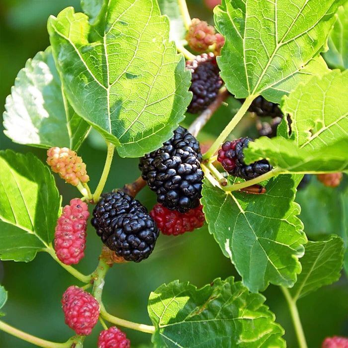 Саджанці шовковиці (сіянці) Роздріб-ОПТ/Саженцы шелковицы (сеянцы) ОПТ