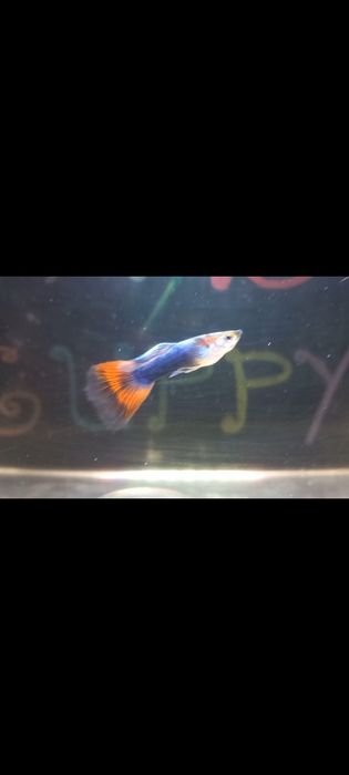 Guppys  mollys  platys