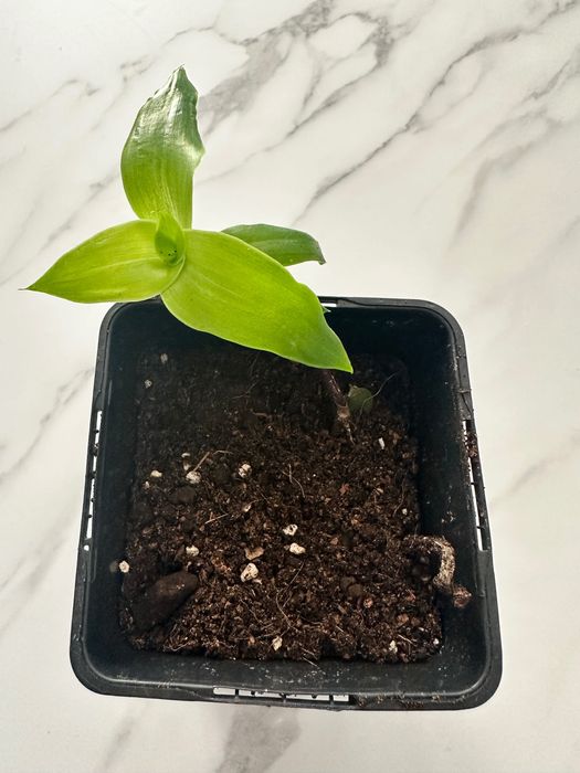 ZŁOTY WĄS Calisia Fragrans