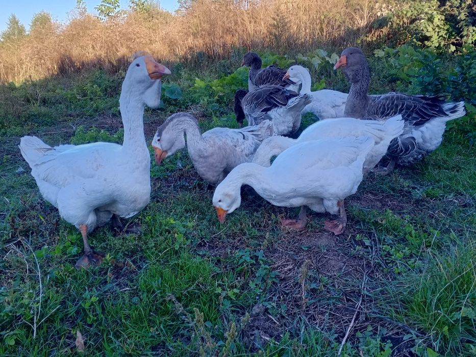 Гуси    Холмагори