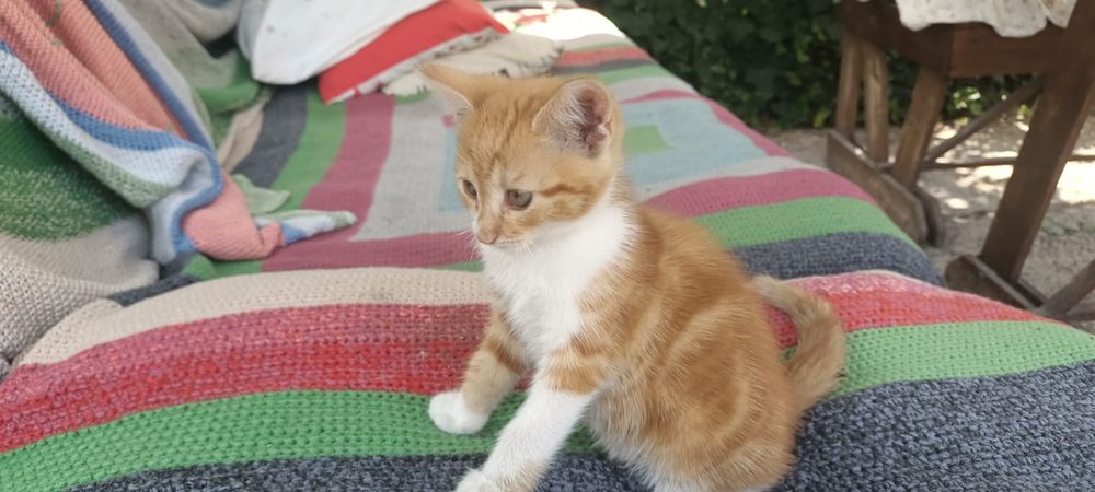 Рыжие котята в семью