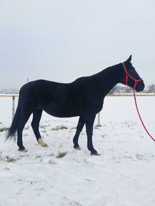 roczna klacz - księga główna