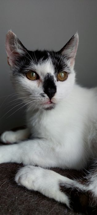 Nina cudowna koteczka do adopcji