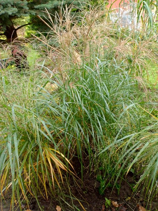 Trawy ozdobne Miskanty chińskie czerwone różne