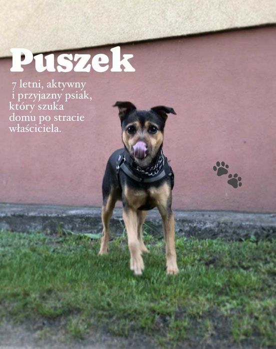 Puszek szuka domu.