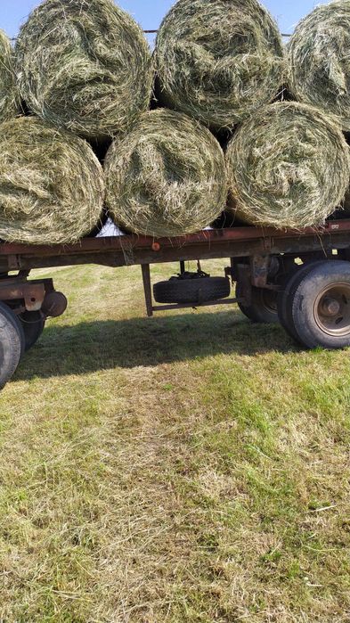 Siano świeże z tego roku