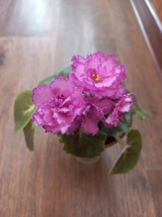 Продам дуже гарну фіалочку Лф девочка з веером