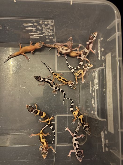 Młode gekony Lamparcie