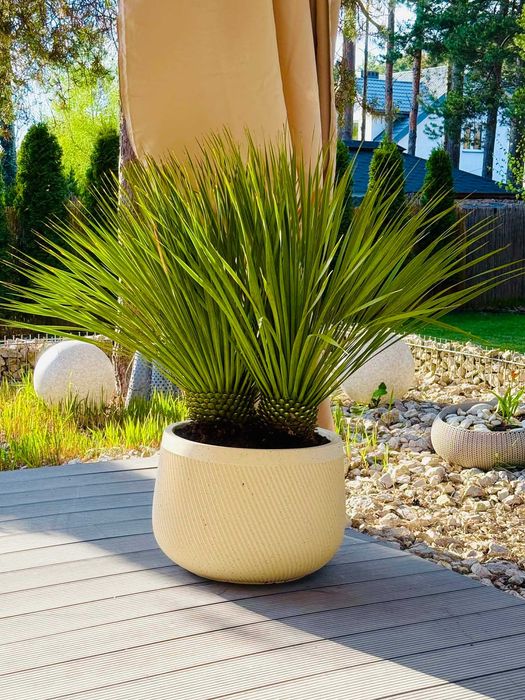 Yucca rostrata z dwoma pniami – egzotyczna ozdoba ogrodu