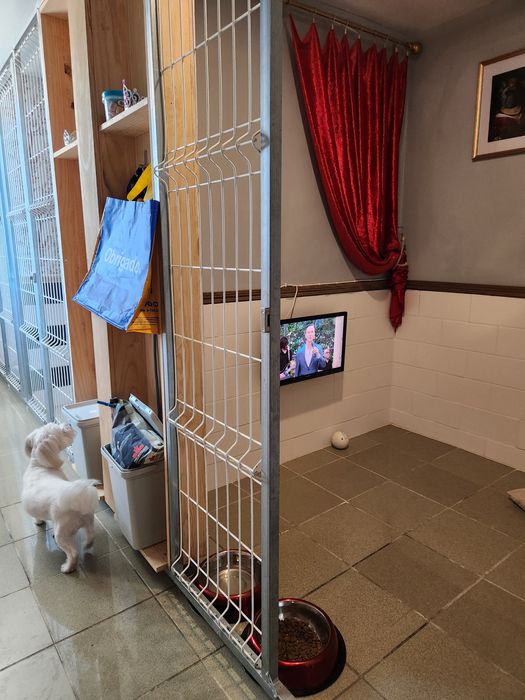 Hotel para cães de pequeno e grande porte