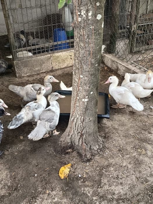 Patos mudos de raça grande