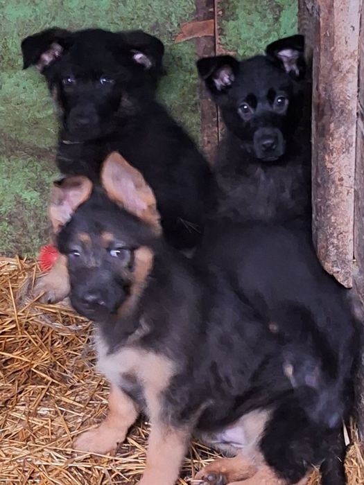 Продам щенков немецкой овчарки