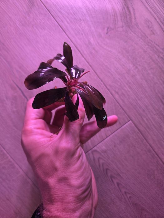 Bucephalandra Serimbu Brown - roślina akwariowa