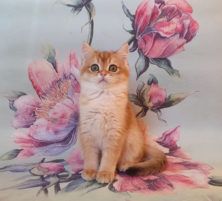 Гарна квiточка, шотландська дiвчiнка