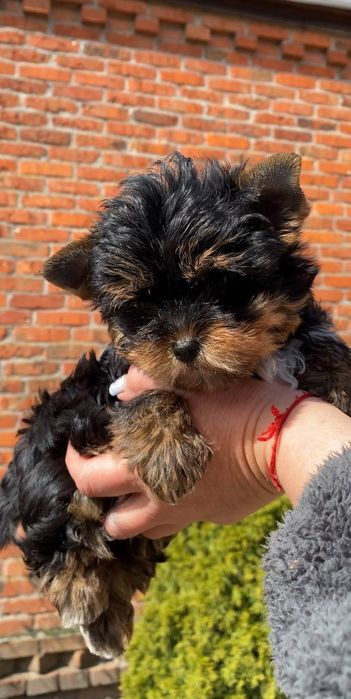 Надзвичайно красиві щенята йоркширський тер’єр– хлопчики