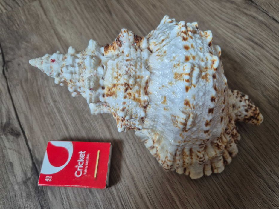 Duża muszla morska Tutufa Bubo + GRATISY