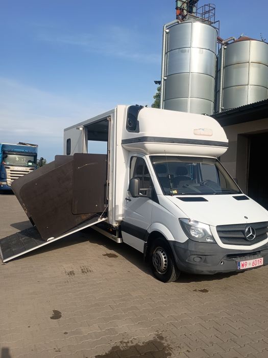 Koniowóz Mercedes sprinter v6 3.0 97 tys przebiegu ,