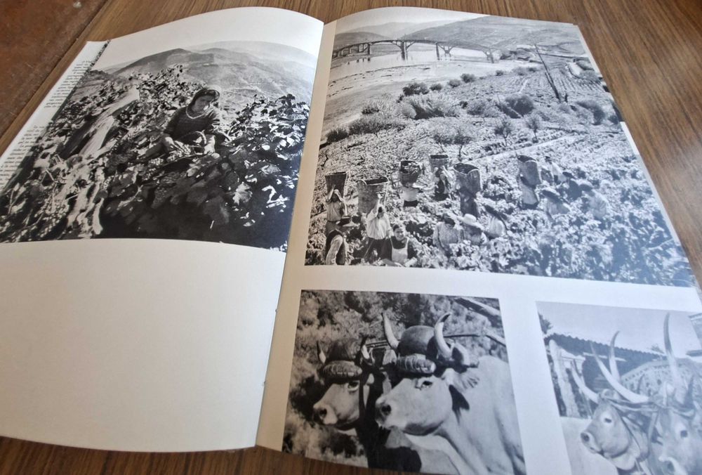 Portugal terra de vinho- Edição dos Autores