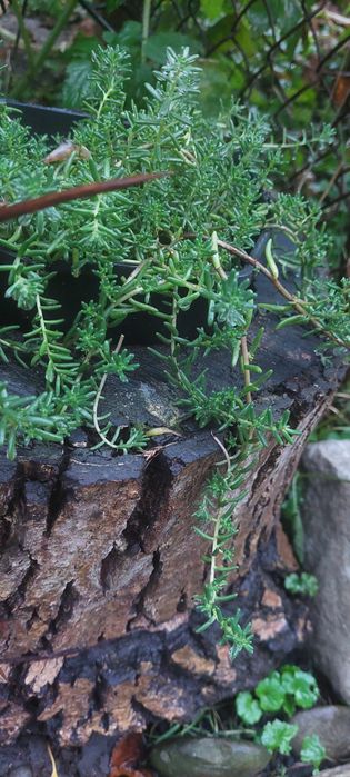 Рослини для альпійської гірки