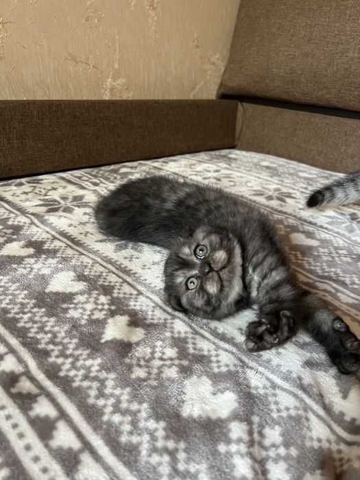 Котята (мальчики) шотландские вислоухий и прямоухий