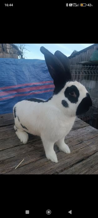 Sprzedam 1.0 olbrzym srokacz czarny