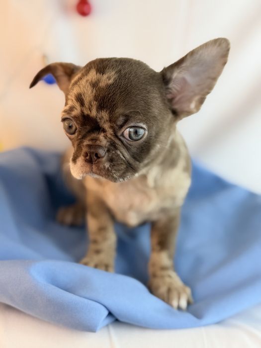 Chihuahua pelo curto macho