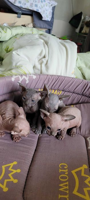 Обменяю котенка сфинкс(девочка  или мальчик)