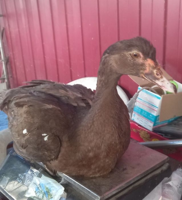 Індокачки(шипуни,индоутки)Німецької селекції важка лінія