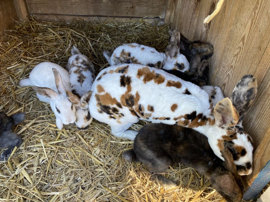 Króliki rex reks trójbarwny japoński