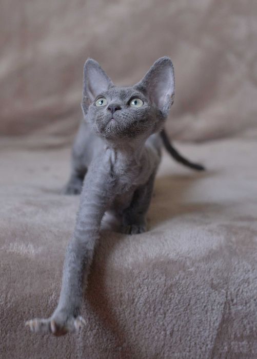 Dziewczynka Devon Rex z rodowodem FPL
