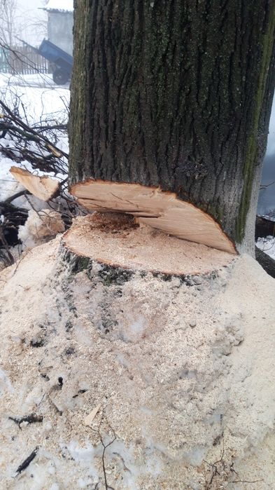 Зрізаю аварійні дерева