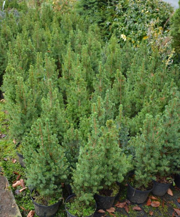 Świerk Conica super gęsta choinka w donicy. Sprzedaz wiosna 2026r