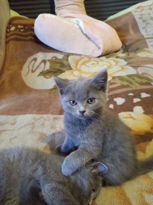 Продаются британские котята