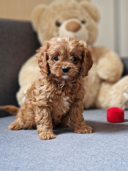 Модні Кавапу  cavapoo